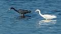 Kirms Photography Little Blue Heron-6